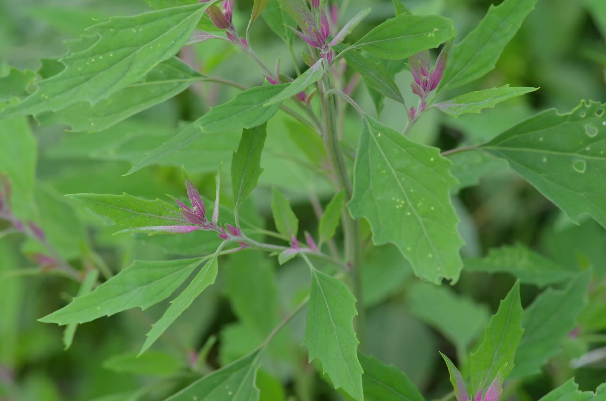 Chenopodium giganteum